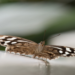 schloss_sayn__20160327_021