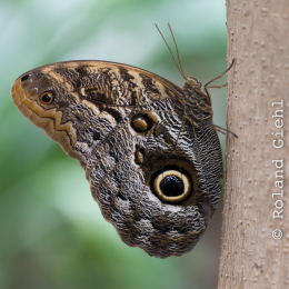 schloss_sayn__20160327_003