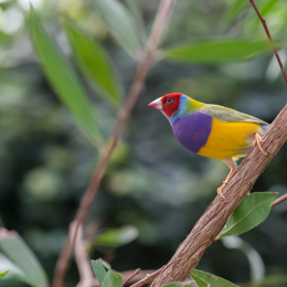 schloss_sayn__20160327_016