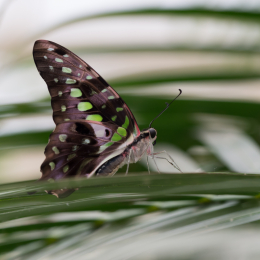 schloss_sayn__20160327_005