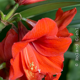 schloss_sayn__20160327_024