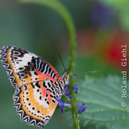 schloss_sayn__20160327_011