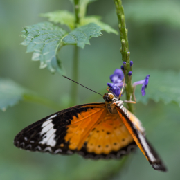 schloss_sayn__20160327_014