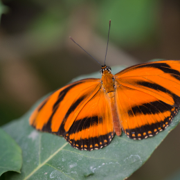 schloss_sayn__20160327_015