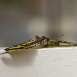 schloss_sayn__20160327_020