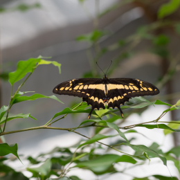 schloss_sayn__20160327_004