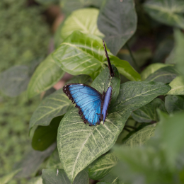 schloss_sayn__20160327_002