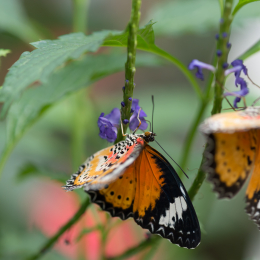 schloss_sayn__20160327_013