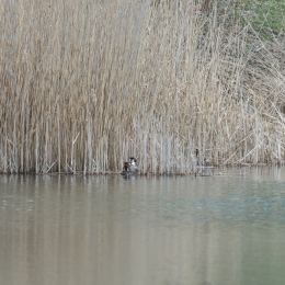 schlosssee_kahl_20160409_009