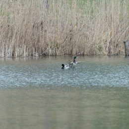 schlosssee_kahl_20160409_003