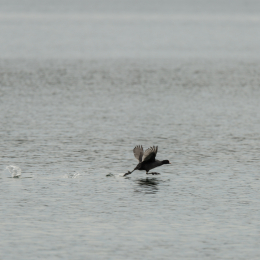 Schloss-See Kahl am Main April 2016