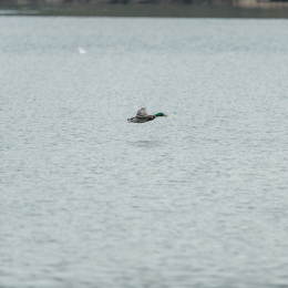 schlosssee_kahl_20160409_005