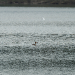 schlosssee_kahl_20160409_001