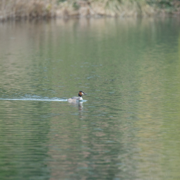 schlosssee_kahl_20160409_013