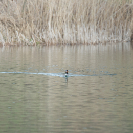 schlosssee_kahl_20160409_012