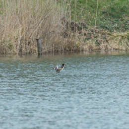schlosssee_kahl_20160409_011