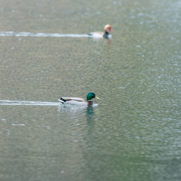 schlosssee_kahl_20160409_007
