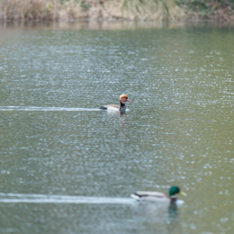 schlosssee_kahl_20160409_008