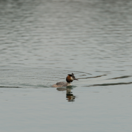 schlosssee_kahl_20160409_014