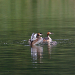 Heusenstamm_20160724_026