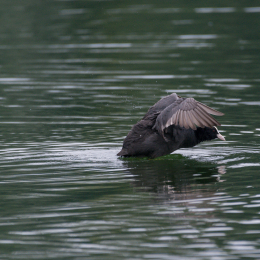 Heusenstamm_20160724_049