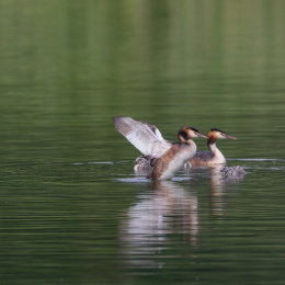 Heusenstamm_20160724_027