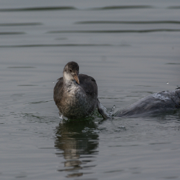 Heusenstamm_20160724_033