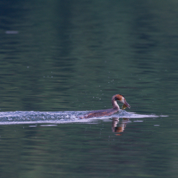 Heusenstamm_20160724_002