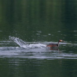 Heusenstamm_20160724_030