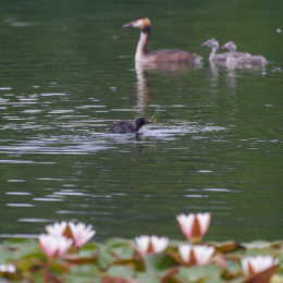 Heusenstamm_20160724_043
