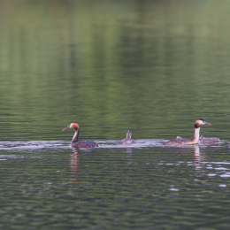 Heusenstamm_20160724_004