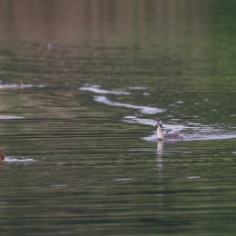 Heusenstamm_20160724_038