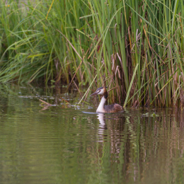 Heusenstamm_20160724_041