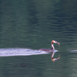 Heusenstamm_20160724_003
