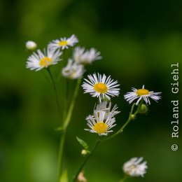 Heusenstamm_20160724_058