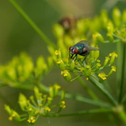 Heusenstamm_20160724_059