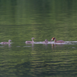 Heusenstamm_20160724_047