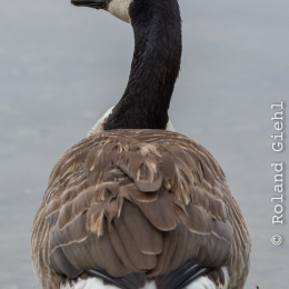 Heusenstamm_20160724_051