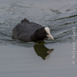 Heusenstamm_20160724_053