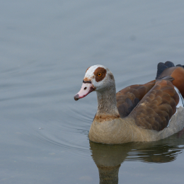 Heusenstamm_20160724_019