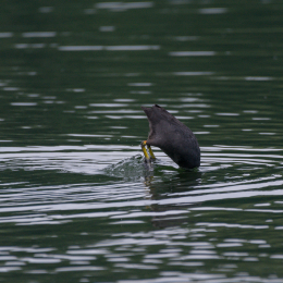 Heusenstamm_20160724_050
