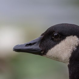 Heusenstamm_20160724_045