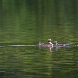 Heusenstamm_20160724_024