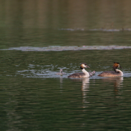 Heusenstamm_20160724_035