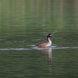 Heusenstamm_20160724_025