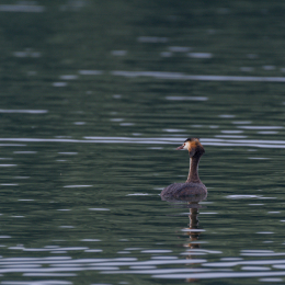 Heusenstamm_20160724_031