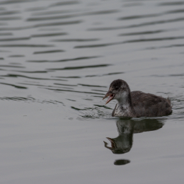 Heusenstamm_20160724_052
