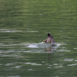Heusenstamm_20160724_037