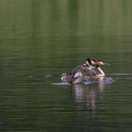 Heusenstamm_20160724_028