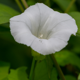 Heusenstamm_20160724_056